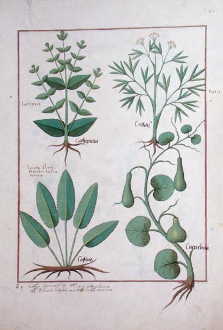 Ms Fr. Fv VI #1 fol.122r Euphorbia Lathyris, Beechwort, Mint and Fig de Robinet Testard