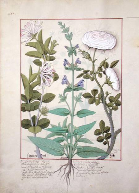 Ms Fr. Fv VI #1 fol.133v Honeysuckle, Sage and Rose de Robinet Testard