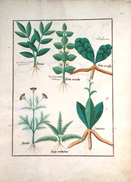 Ms Fr. Fv VI #1 fol.157r Ferns and Shrubs de Robinet Testard