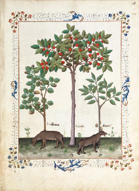 Ms Fr. Fv VI #1 fol.162r Hazelnut Bush (left) and Cherry tree (centre)