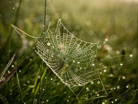 Cobweb and dew no. 2