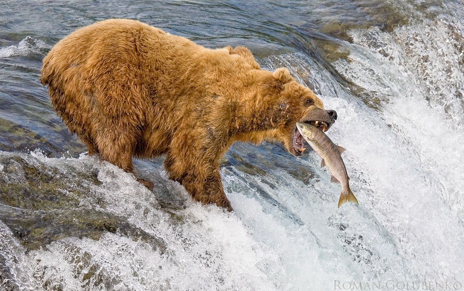 Alaska. The Catch de Roman Golubenko