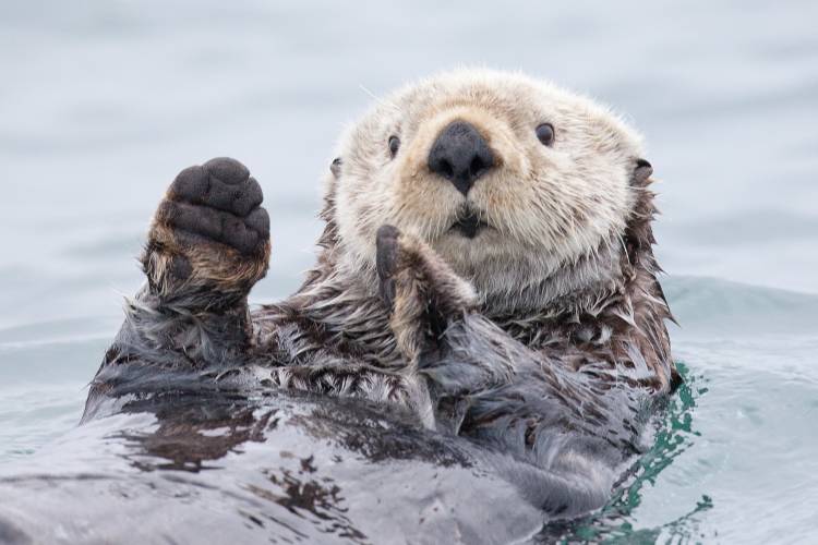 Yesterday I caught a fish thiiis big! - Otter. Alaska de Roman Golubenko