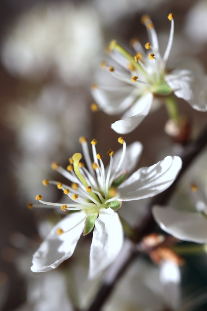 Spring blooms I de Rosana Laiz Blursbyai