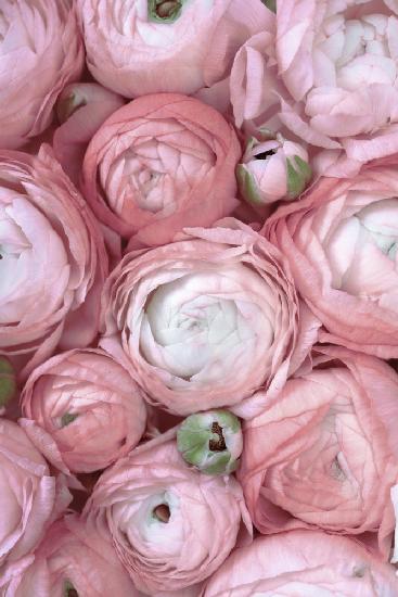 Subdued blush ranunculus