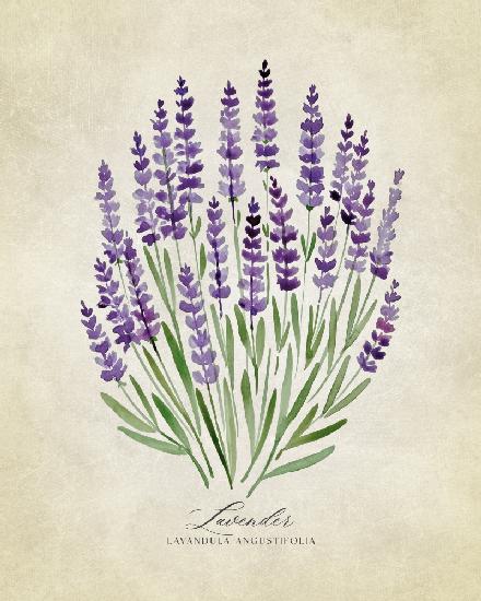 Lavender vintage