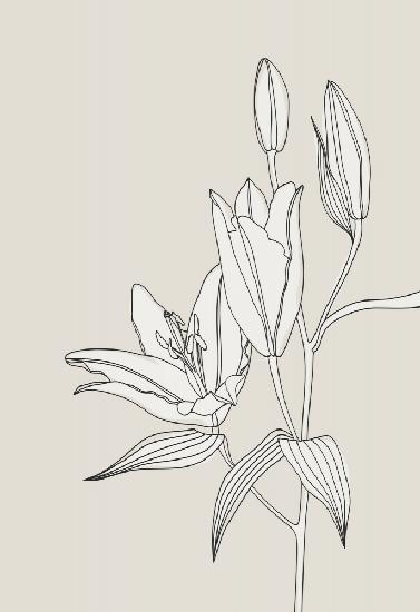 Line art lillies in beige