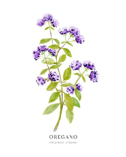 Oregano I