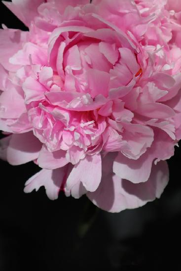 Pink peony V