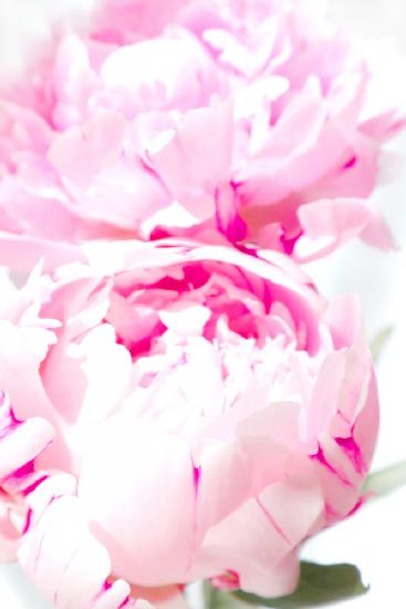 Pink peony X