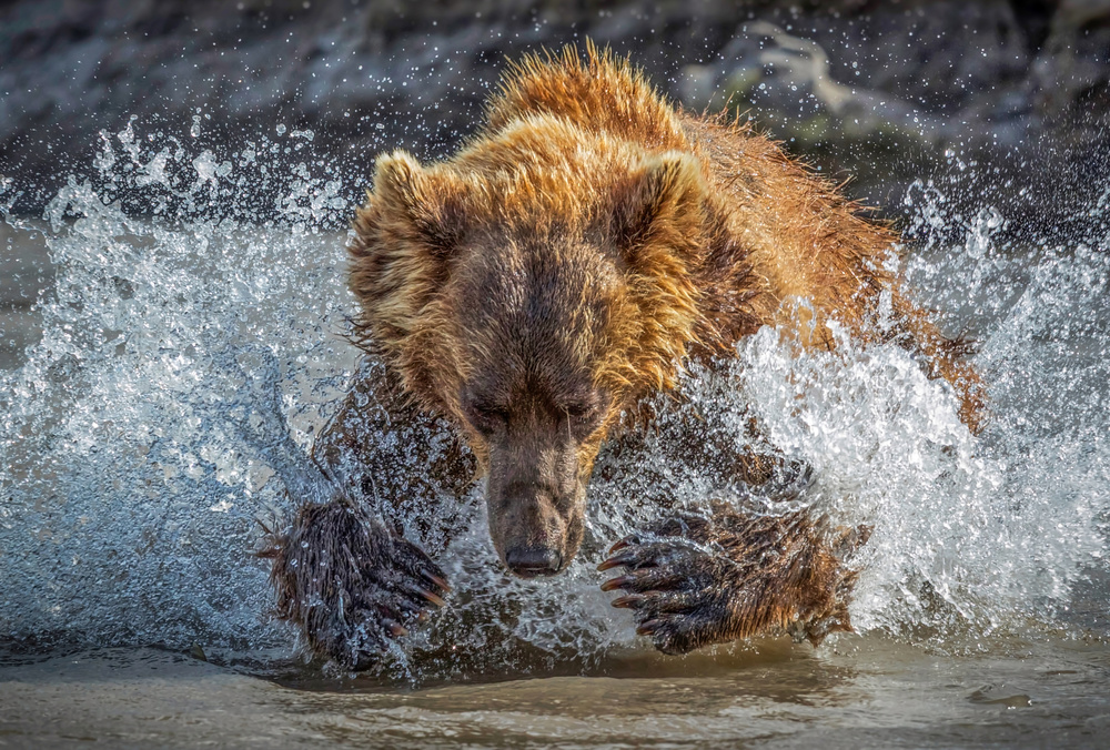 Bear Action de Roshkumar