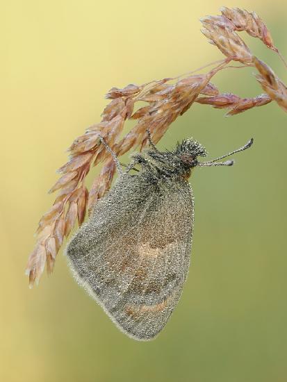 Coenonympha pamphilus