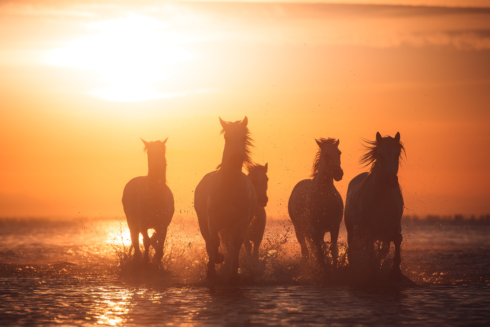 Camargue angels de Rostovskiy Anton