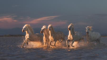 Camargue horses on sunset