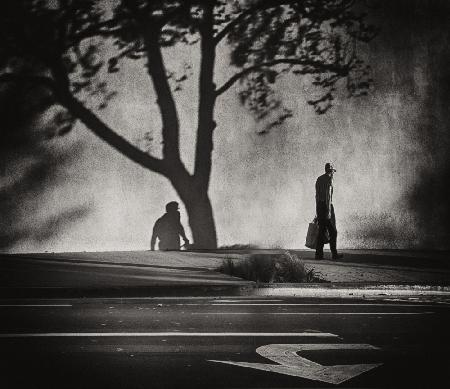 Trees, shadows and signs on Montana Avenue