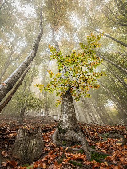 Autumn in Llancers