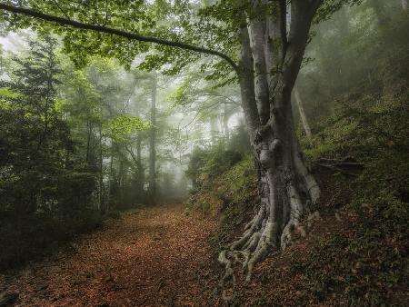 Into the forest