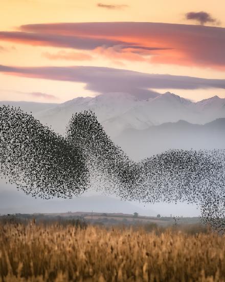 Murmuration