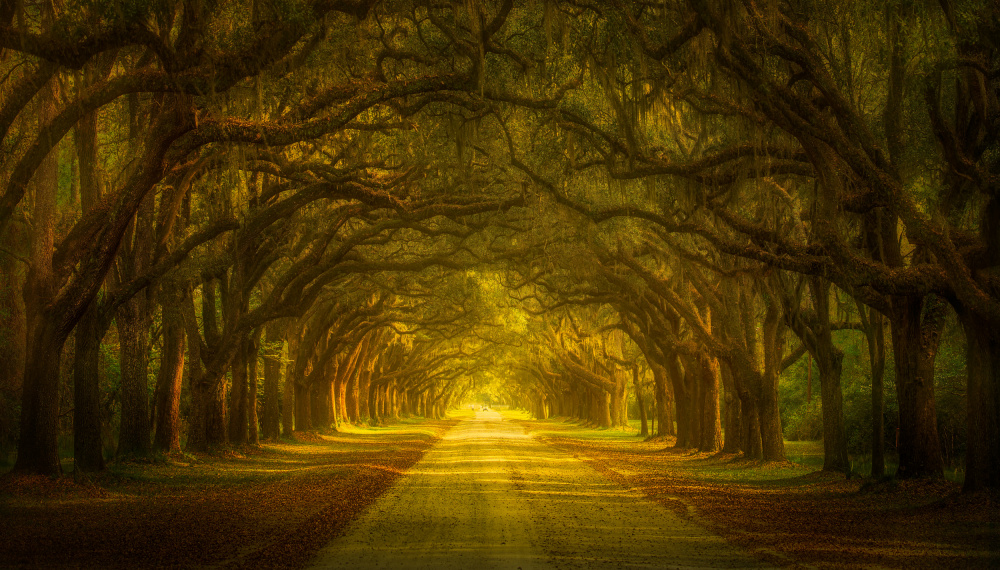 Mysterious Oak Trees de Ruiqing P.