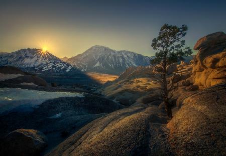 Stone Tree