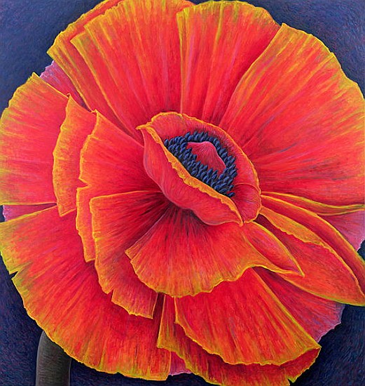 Big Poppy, 2003 (oil on canvas)  de Ruth  Addinall