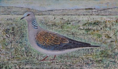 Turtle Dove