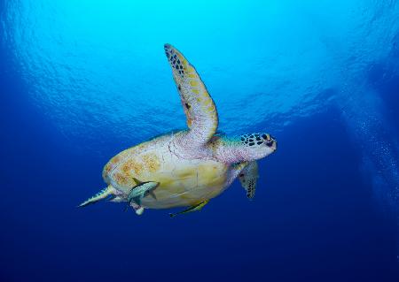 Sea turtle