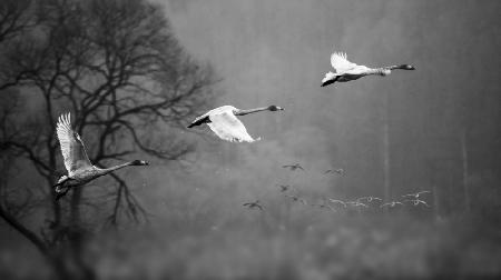 Swans Flying