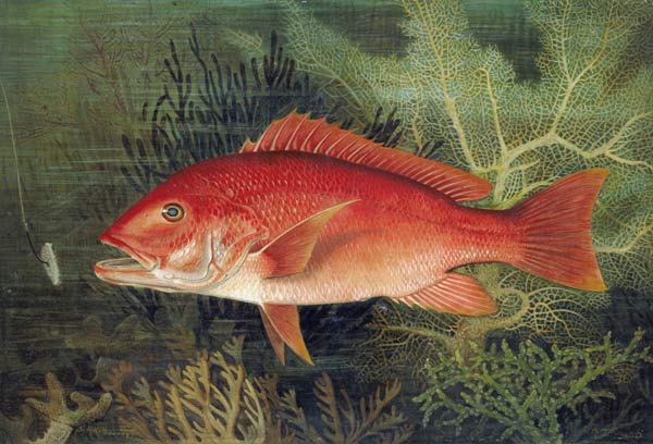 Red Snapper, from 'Game Fishes of the United States', published 1878 (chromolitho) de S.A. Kilbourne