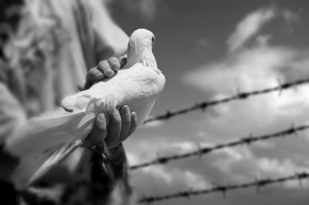 boy holding white dove de Sadik Demiroz