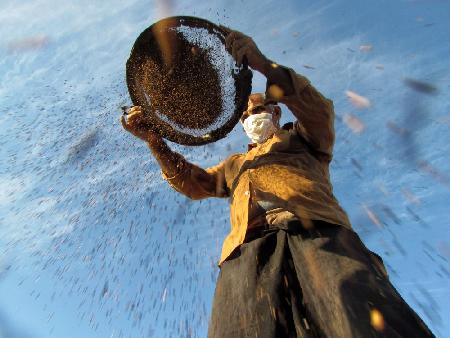 Harvesting Sesame