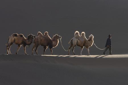 white camel