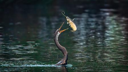 Flying catfish