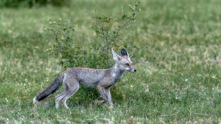 Indian desert fox