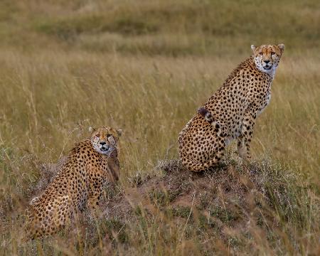 Cheetah Brothers