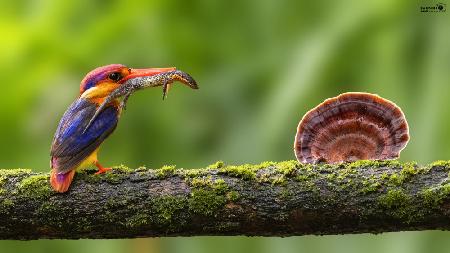 Oriental Dwarf kingfisher