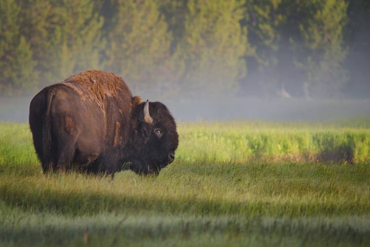 Bison in Morning Light de Sandipan Biswas