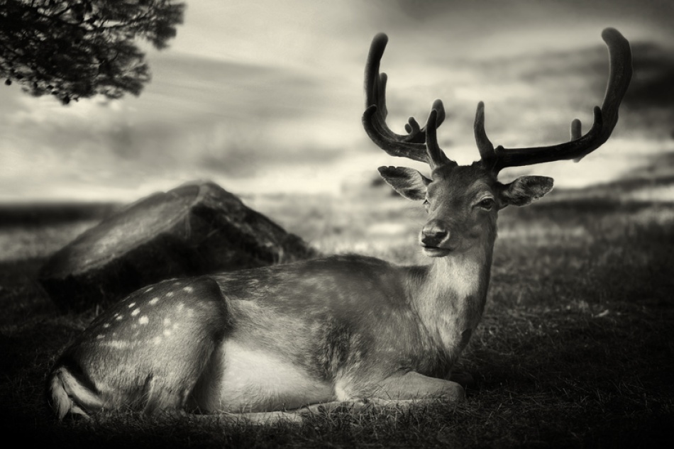 Resting Bambi de Sandra Štimac