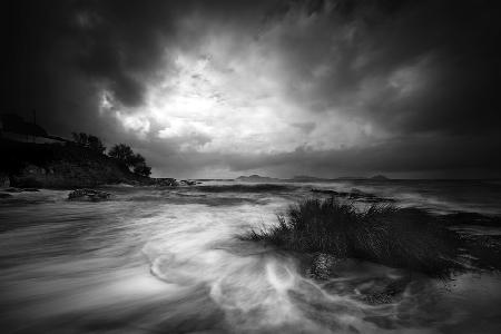 Rushes in the sea