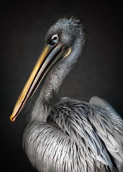 Pelican portrait