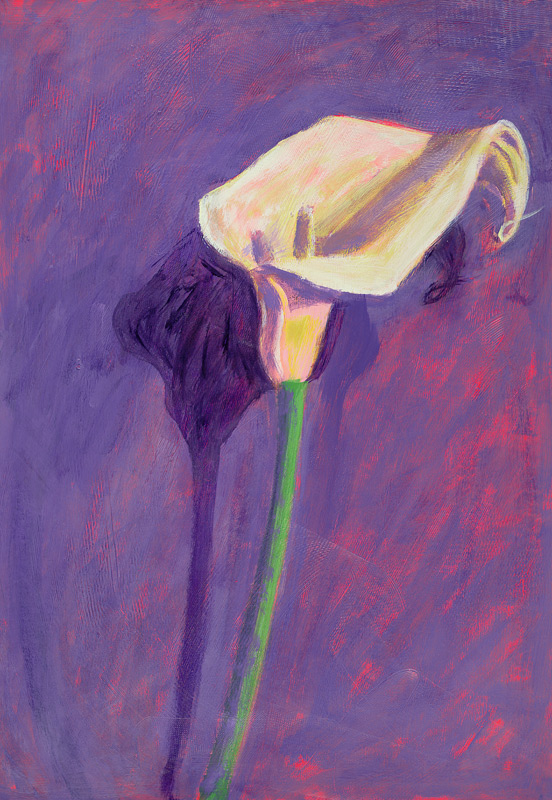 Arum Lily (oil on card)  de Sara  Hayward