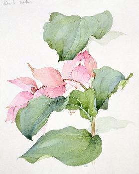 Medinilla magnifica 