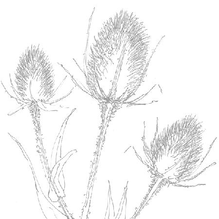 Teasles