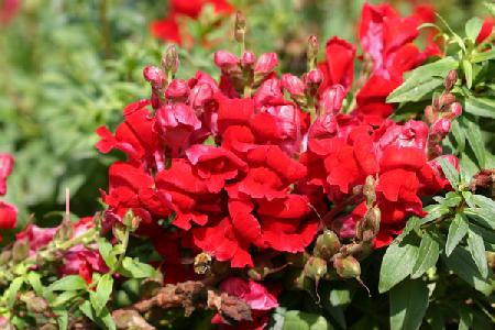 Garsington Antirrhinum