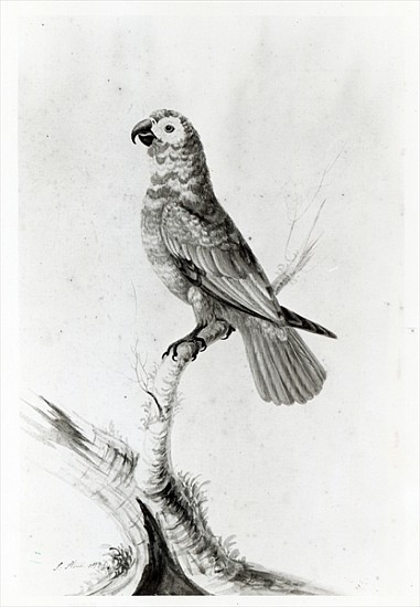 A Parrot de Sarah Stone