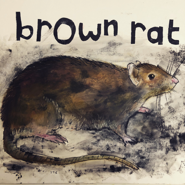 Brown rat de Sarah Thompson-Engels