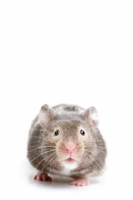 Hamster closeup on white de Sascha Burkard