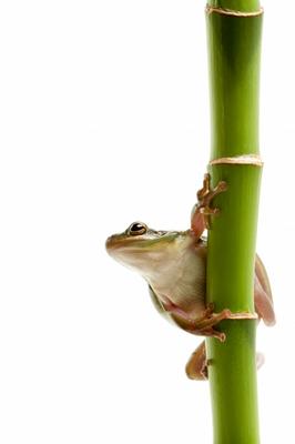 frog on bamboo de Sascha Burkard