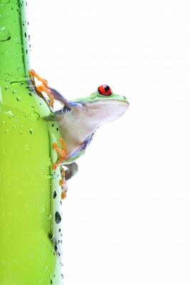 frog on glass isolated white de Sascha Burkard