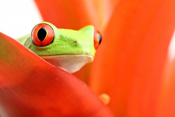 red-eyed tree frog on plant de Sascha Burkard
